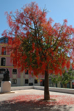 Cargar imagen en el visor de la galería, Árbol de fuego - Brachychiton acerifolius
