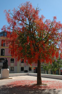 Árbol de fuego - Brachychiton acerifolius