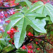 Cargar imagen en el visor de la galería, Árbol de fuego - Brachychiton acerifolius
