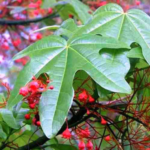 Árbol de fuego - Brachychiton acerifolius