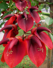 Cargar imagen en el visor de la galería, Erythrina - Árbol Coral
