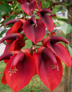 Erythrina - Árbol Coral