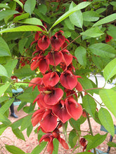 Cargar imagen en el visor de la galería, Erythrina - Árbol Coral
