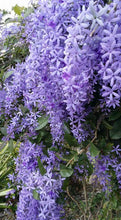 Cargar imagen en el visor de la galería, Petrea volubilis
