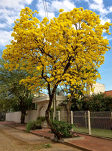 Cargar imagen en el visor de la galería, Lapacho amarillo - Tabebuia
