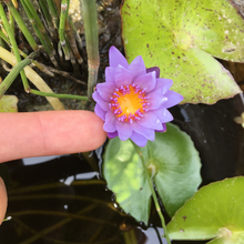 Cargar imagen en el visor de la galería, Nenúfar morado
