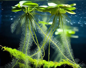 Lentejón de agua x5 - planta acuática flotante