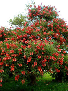 Erythrina - Árbol Coral