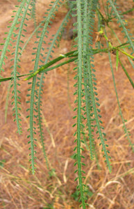 Parkinsonia aculeata - Palo verde