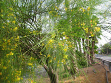 Cargar imagen en el visor de la galería, Parkinsonia aculeata - Palo verde
