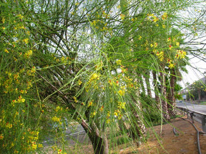 Parkinsonia aculeata - Palo verde