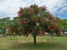 Cargar imagen en el visor de la galería, Erythrina - Árbol Coral
