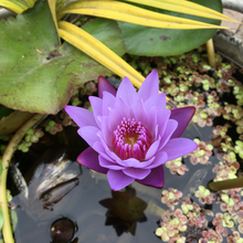 Cargar imagen en el visor de la galería, Nenúfar morado
