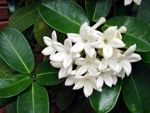 Jazmín de madagascar - Stephanotis