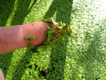 Cargar imagen en el visor de la galería, Lentejita de agua - Lemna minor - Mankai
