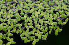 Cargar imagen en el visor de la galería, Lentejita de agua - Lemna minor - Mankai
