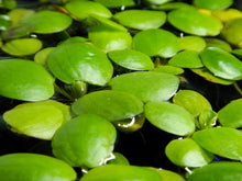 Cargar imagen en el visor de la galería, Lentejón de agua x5 - planta acuática flotante
