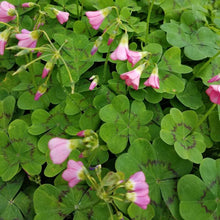 Cargar imagen en el visor de la galería, Bulbos de Oxalis - Trébol de cuatro hojas
