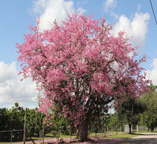 Cargar imagen en el visor de la galería, Ceiba - Palo borracho
