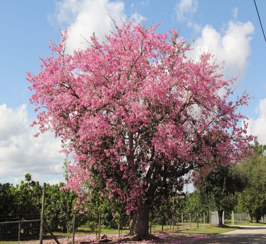 Ceiba - Palo borracho