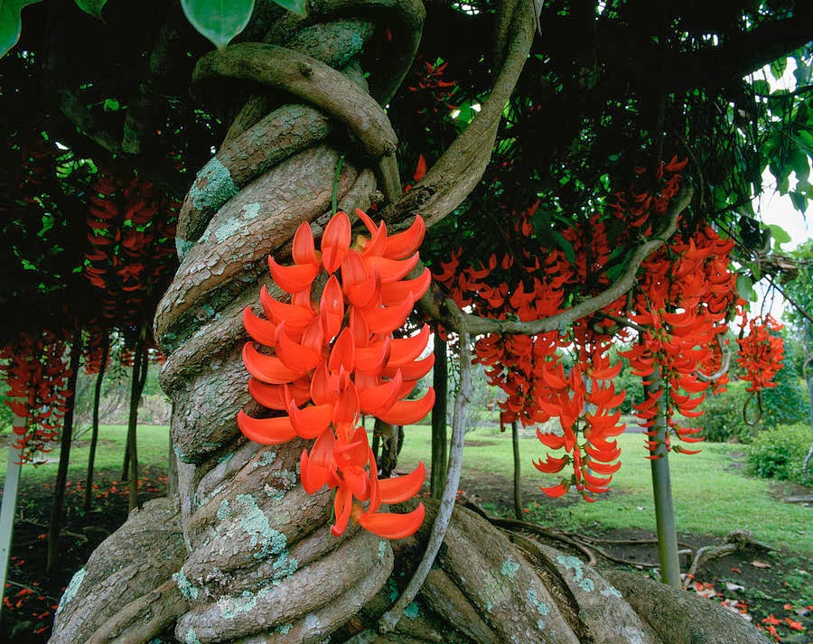 Mucuna bennettii