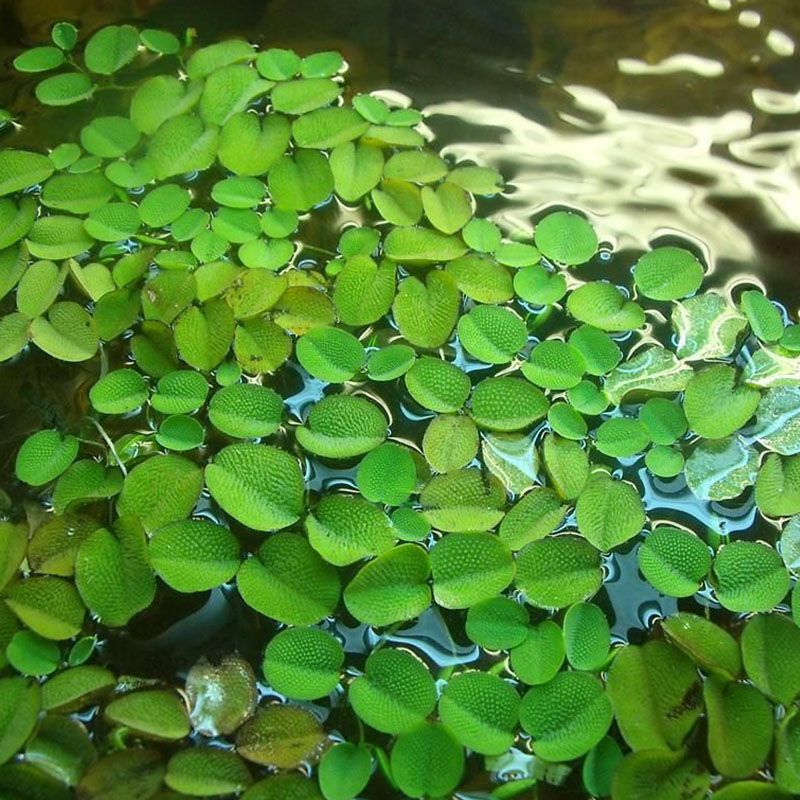 Salvinia - planta flotante