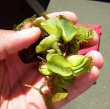 Cargar imagen en el visor de la galería, Salvinia - planta flotante
