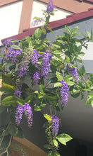 Cargar imagen en el visor de la galería, Petrea volubilis
