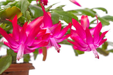 Cargar imagen en el visor de la galería, Cactus de navidad - Schlumbergera Injertado
